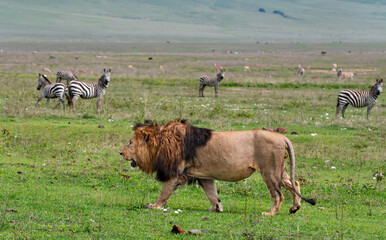 Lion in Ngorongoro Crater, Tanzania