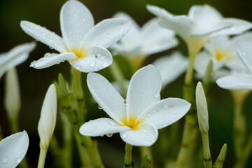 plant (Plumeria alba) white flowers in the garden close view
