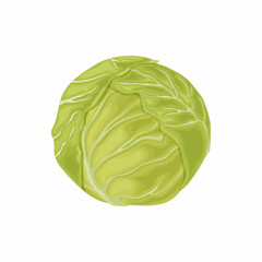 Fototapeta premium Cabbage. Image of a cabbage head. A ripe cabbage. Vegetables from the garden. Organic food. Vector illustration isolated on a white background