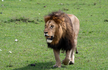 Lion in Ngorongoro Crater, Tanzania