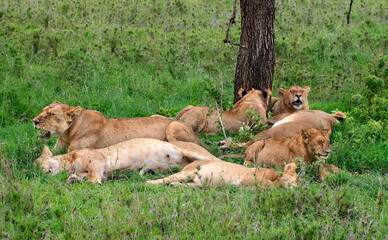 Lions in Serengeti National Park, Tanzania.