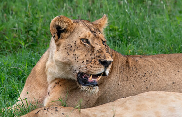Lions in Serengeti National Park, Tanzania.