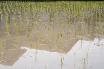 Rice planting