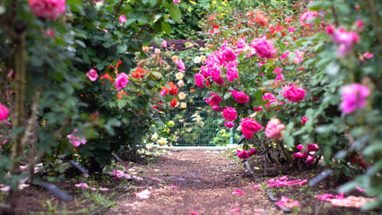 この先バラ色、薔薇のトンネル