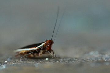 Wood Cockroaches Pseudophyllodromia is a genus of insects