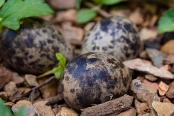 Naklejka na ściany i meble Bird eggs in the nest on the ground.
