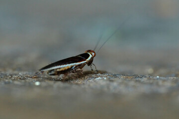 Wood Cockroaches Pseudophyllodromia is a genus of insects