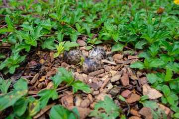 Bird eggs in the nest on the ground.