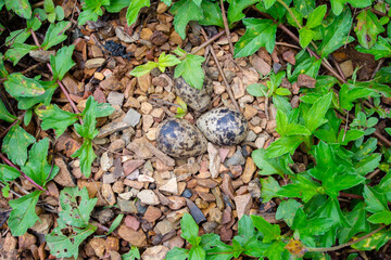 Bird eggs in the nest on the ground.