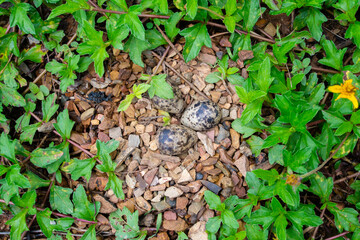 Bird eggs in the nest on the ground.