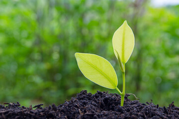 Close-up view of a small sapling. environmental protection World Environment Day. Growing green seedlings. Because it is planted in industrial agriculture.