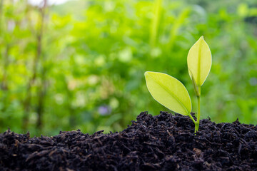 Close-up view of a small sapling. environmental protection World Environment Day. Growing green seedlings. Because it is planted in industrial agriculture.