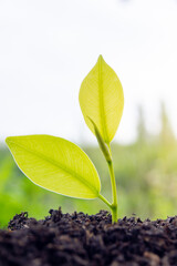 The seedlings are grown from fertile soil and morning sunlight. Ecological and ecological balance concept. Green Earth Day and Earth Day concept.