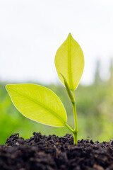 The seedlings are grown from fertile soil and morning sunlight. Ecological and ecological balance concept. Green Earth Day and Earth Day concept.