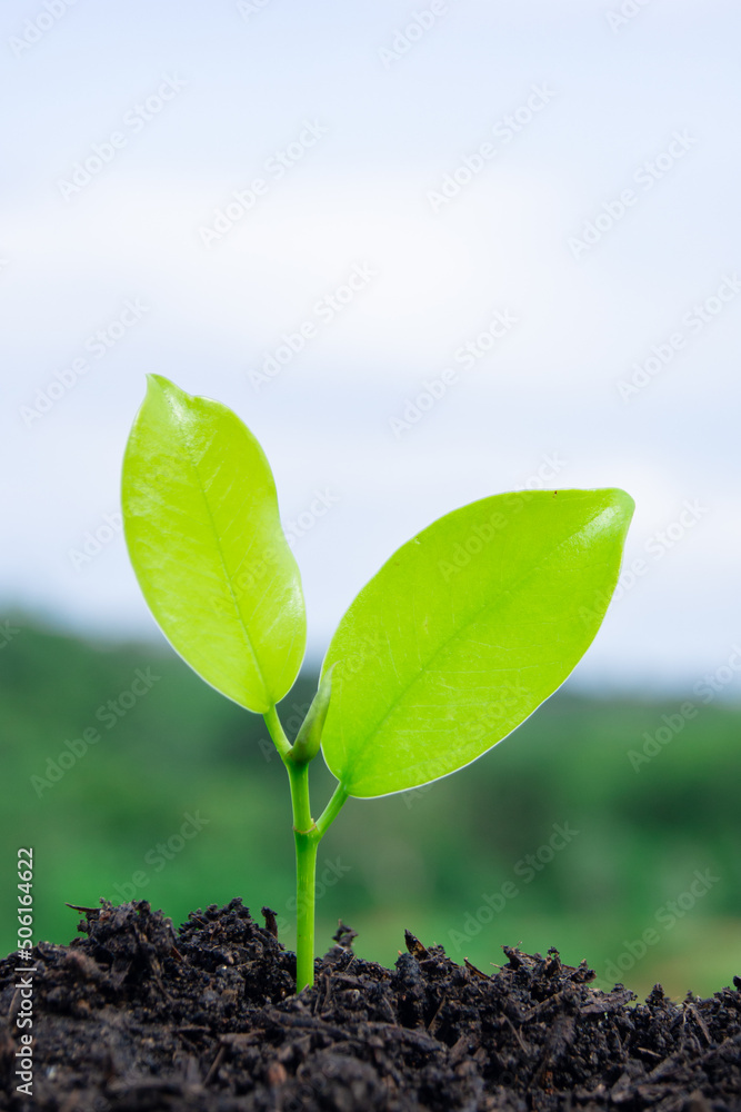 Wall mural close-up view of a small sapling. environmental protection world environment day. growing green seed