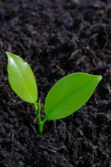 The seedlings are grown from fertile soil and morning sunlight. Ecological and ecological balance concept. Green Earth Day and Earth Day concept.