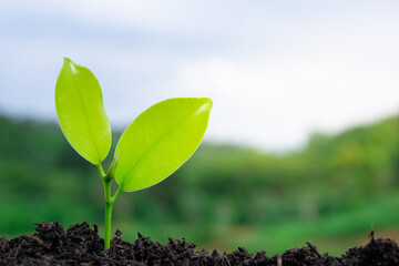 The seedlings are grown from fertile soil and morning sunlight. Ecological and ecological balance concept. Green Earth Day and Earth Day concept.
