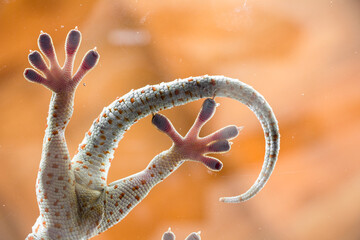Adhesive hands of a gecko reptile from below