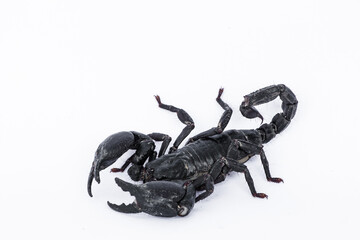 Black scorpion on white background
