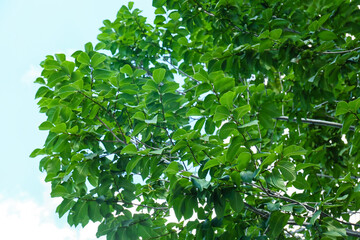 Fototapeta na wymiar Beautiful tree branches with fresh green leaves on sky background
