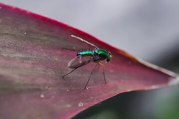 Green mosquito