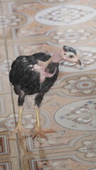 a chicken alone looking for food in front of the terrace of the house