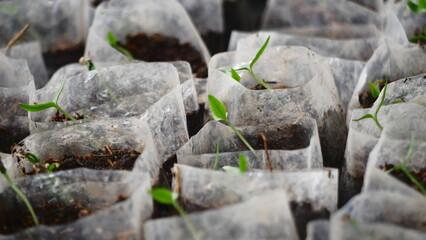 planting chili seeds in polybags for planting in the fields