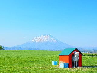 Fototapeta na wymiar 北海道の絶景 羊蹄山と赤いヤギ小屋