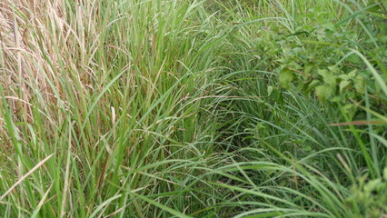 The path in the plantation area is full of lush green grass in tropical asia