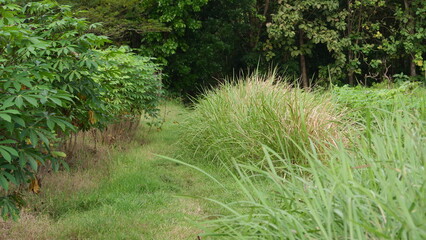 The path in the plantation area is full of lush green grass in tropical asia