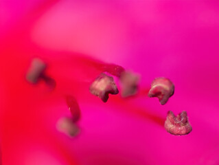 Flower stamens, blurred pink background, close-up,