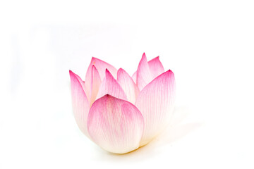 beautiful pink waterlily or lotus flower isolate on white background.