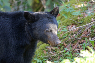 Bear portrait - Great Smoky Mountains National Park, Tennessee