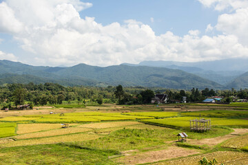View point golden rice field at Watpuket. Nan Province' Thailand