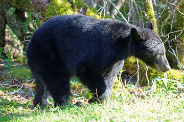 Black bear - Great Smoky Mountains National Park, Tennessee