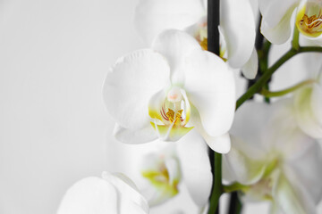Closeup view of beautiful orchid flowers on light background