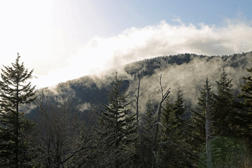 Silver dew in Smoky Mountains - Great Smoky Mountains NP, Tennessee