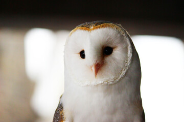 メンフクロウの成鳥