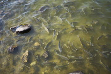 fish in the river