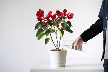 pouring water from bottle into the home flower pot