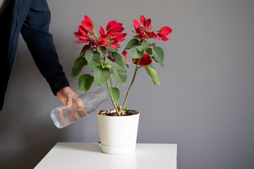 pouring water from bottle into the home flower pot
