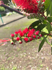 ブラシノキの蕾