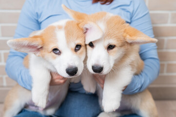 Caucasian woman holding two cute pembroke corgi puppies. 