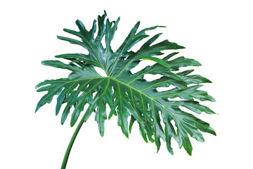 Green Leaf of Philodendron Plant Isolated on White Background wi © masummerbreak