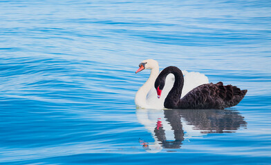 Two swans swiming together in calm blue water - Black and White swan - Black and White swan with...