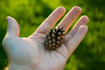 Naklejka na ściany i meble A pine cone lies on the palm of a male hand close-up in bokeh and it is illuminated by the evening light of the sun