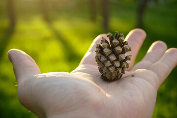 A pine cone lies on the palm of a male hand close-up in bokeh and it is illuminated by the evening light of the sun