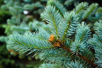 Beautiful pine branch with dark green needles close up