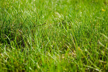 Bright and juicy green grass on the lawn close-up