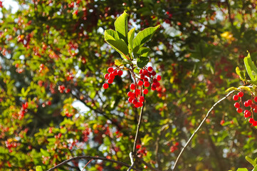 Bright red berries on a branch with green leaves are illuminated by the summer sun against the background of foliage and other red berries